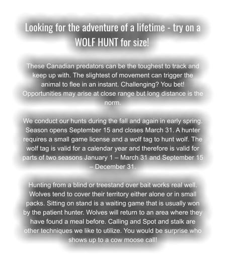Looking for the adventure of a lifetime - try on a WOLF HUNT for size!	  These Canadian predators can be the toughest to track and keep up with. The slightest of movement can trigger the animal to flee in an instant. Challenging? You bet! Opportunities may arise at close range but long distance is the norm.  We conduct our hunts during the fall and again in early spring. Season opens September 15 and closes March 31. A hunter requires a small game license and a wolf tag to hunt wolf. The wolf tag is valid for a calendar year and therefore is valid for parts of two seasons January 1 – March 31 and September 15 – December 31.  Hunting from a blind or treestand over bait works real well. Wolves tend to cover their territory either alone or in small packs. Sitting on stand is a waiting game that is usually won by the patient hunter. Wolves will return to an area where they have found a meal before. Calling and Spot and stalk are other techniques we like to utilize. You would be surprise who shows up to a cow moose call!